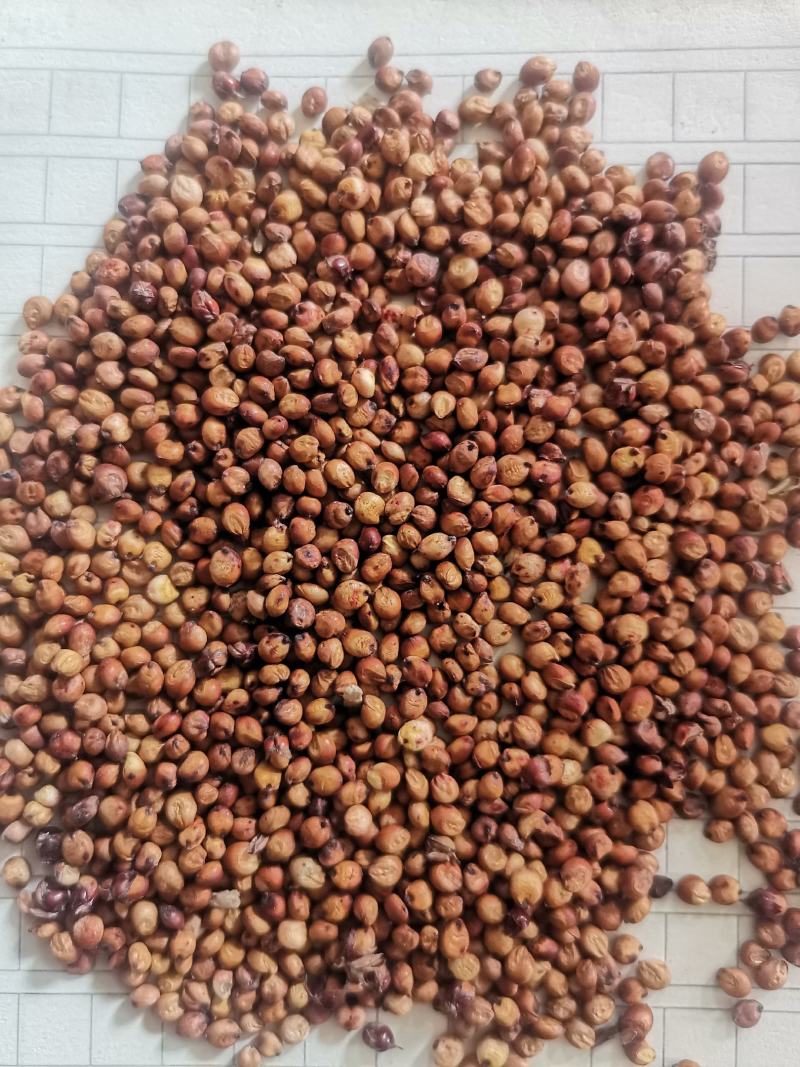 精品小颗粒糯高粱