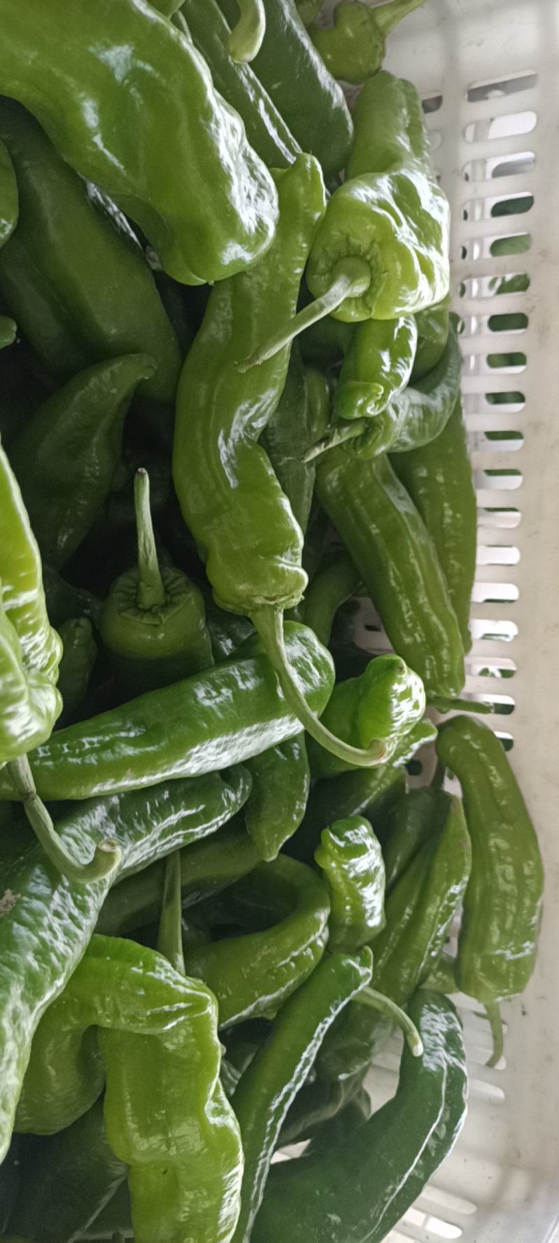 东台精品辣椒大量供应，需要的联系，长期合作共赢