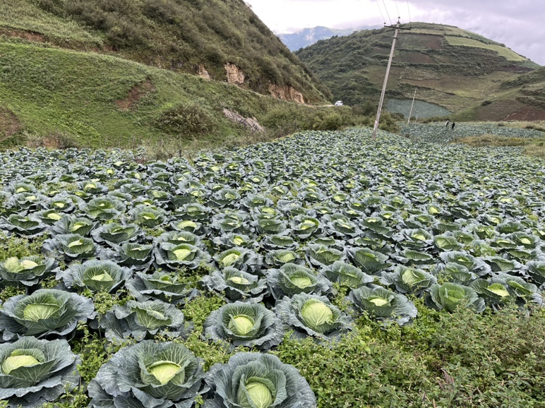 石城白莲种植基地航拍图