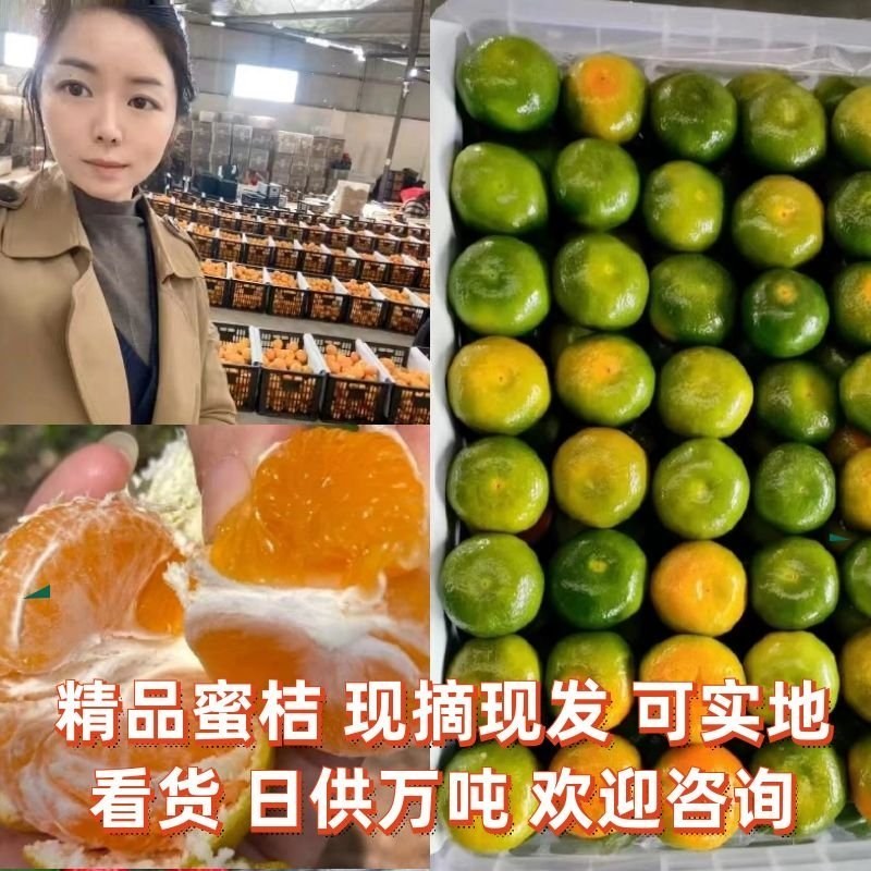蜜橘柑桔产地现摘现发可视频看货欢迎咨询