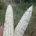 花糯500亩，口感鲜美，量大优先，市场，加工厂都可。