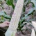 花糯500亩，口感鲜美，量大优先，市场，加工厂都可。
