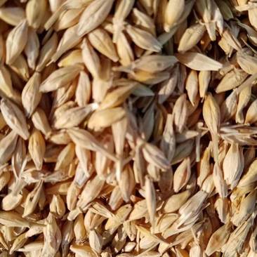精品大麦43可千粒重