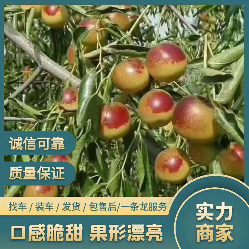 山东冬枣口感脆甜实力代办产地直发量大从优来电咨询