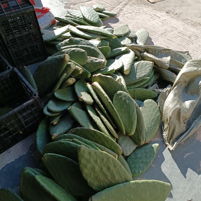 云南宝塔，梨果，米邦塔食用仙人掌