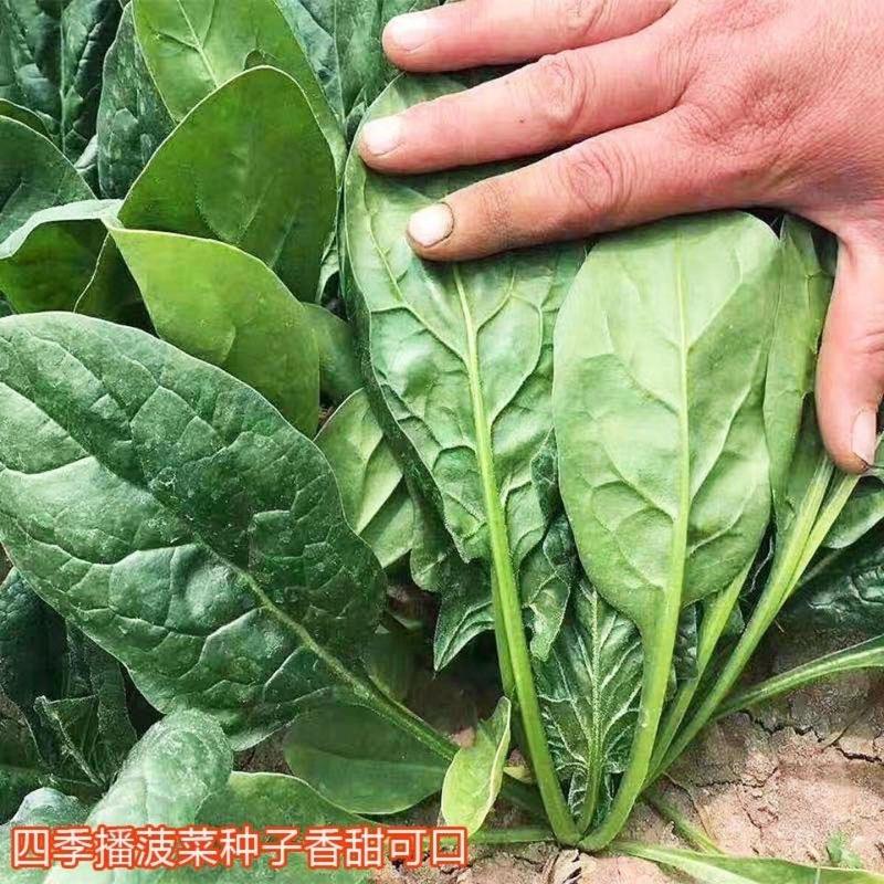 大叶菠菜种子四季易种原生态菠菜籽种子抗病耐热耐寒越冬蔬菜