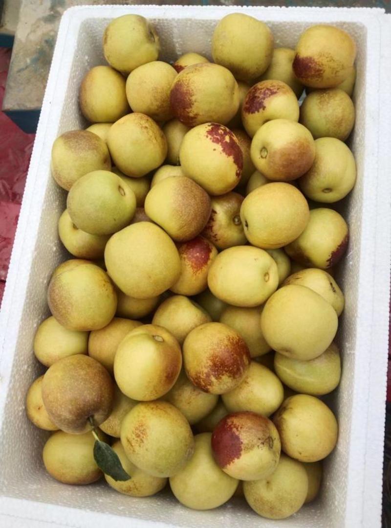新品种冬枣树苗陕秦荔820，省工，果型好，甜度高