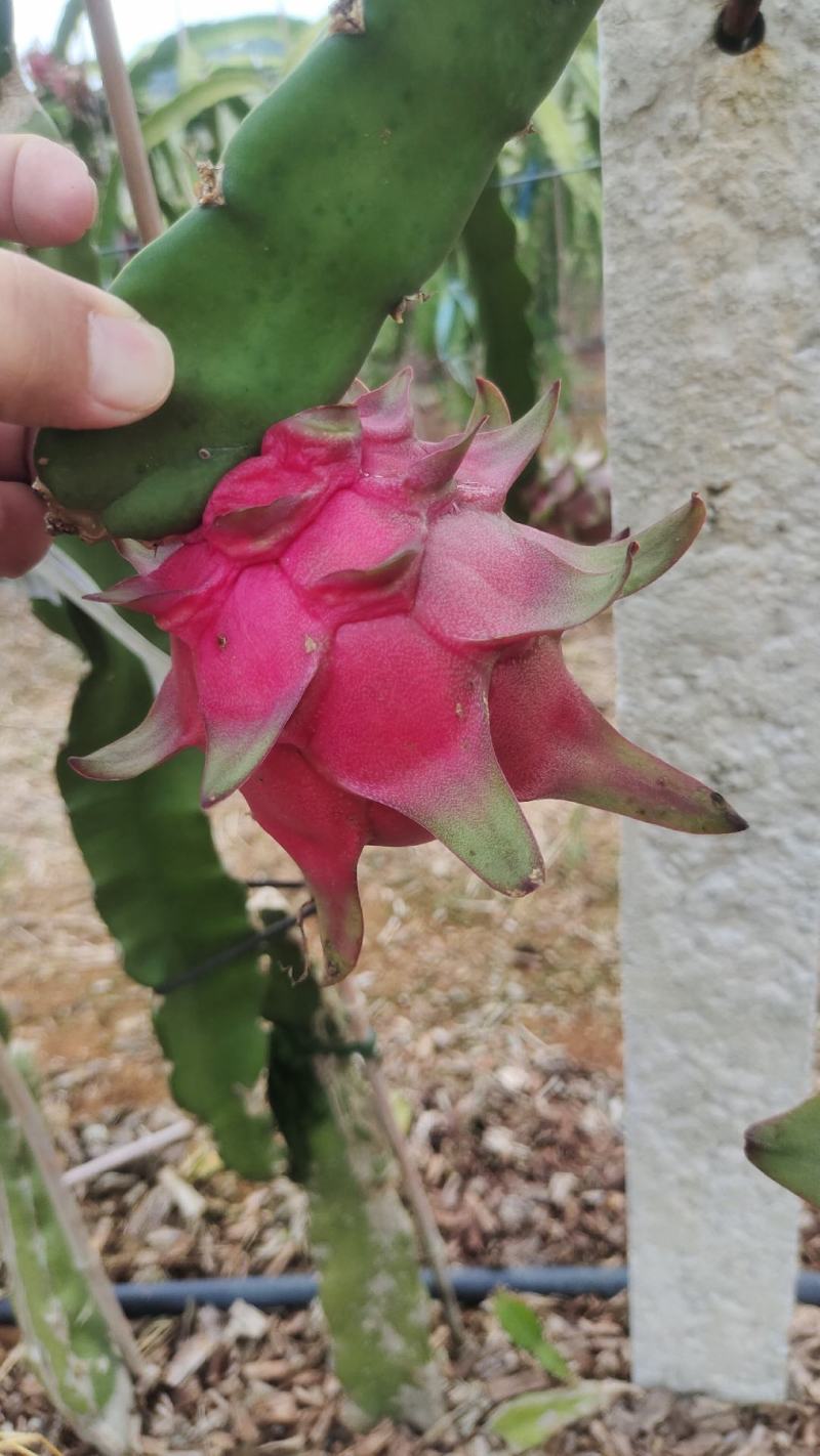 红心火龙果