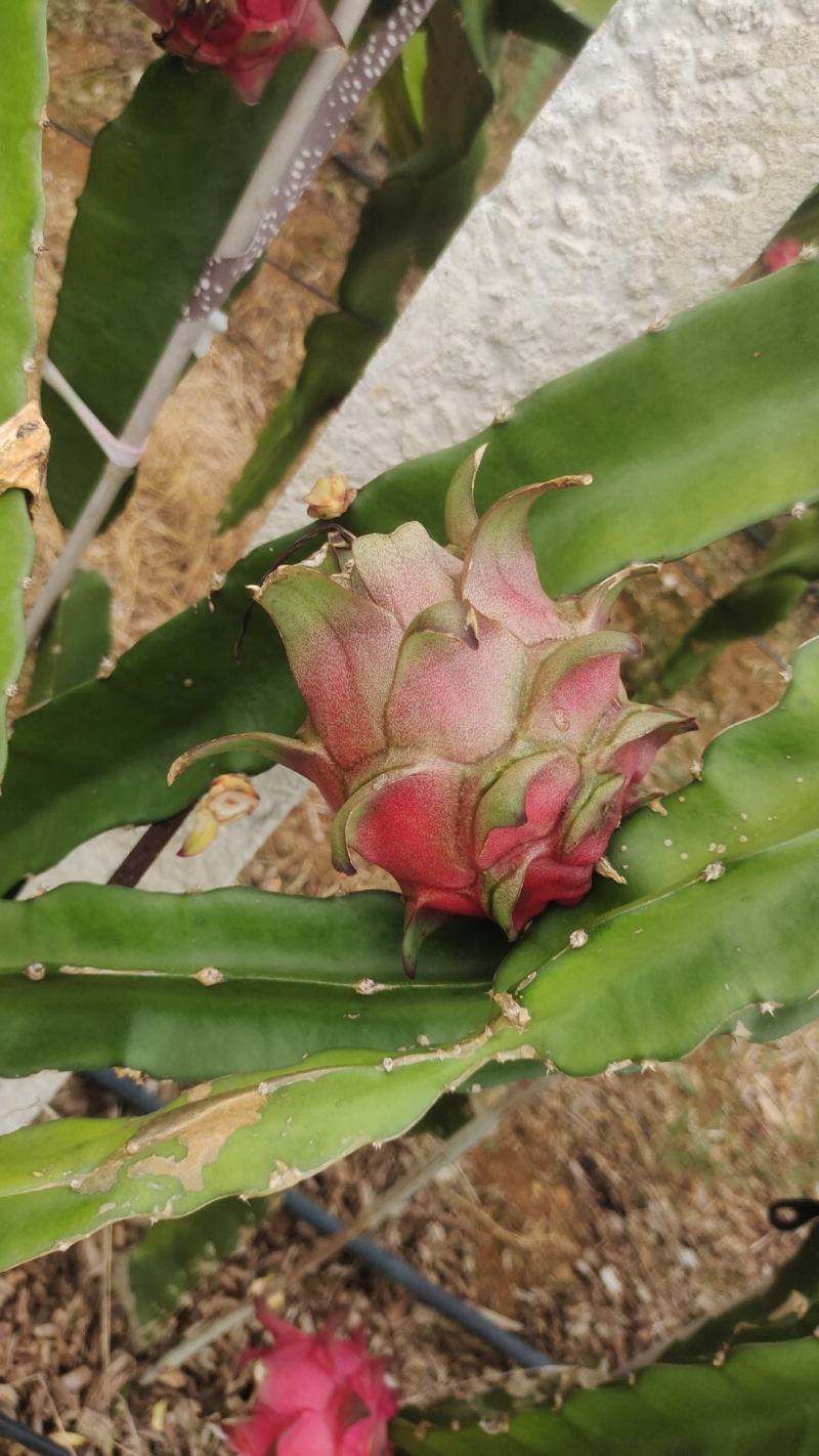 红心火龙果