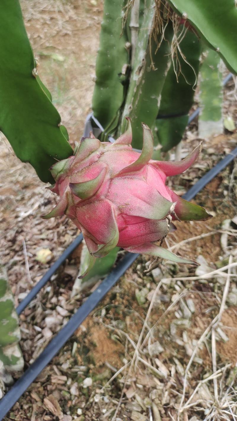 红心火龙果