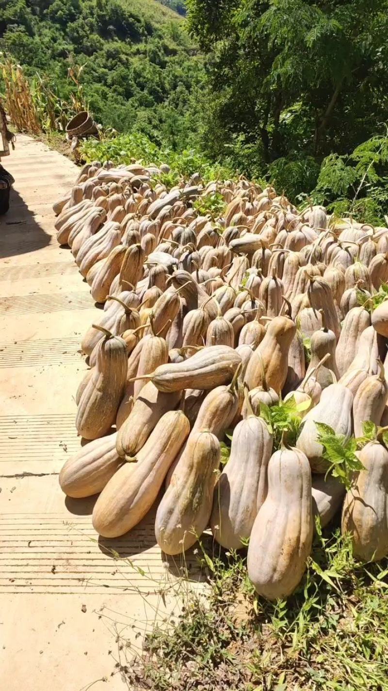 云南山地种植南瓜老蜜本南瓜正在上市。蜜本1号口感自然甜。