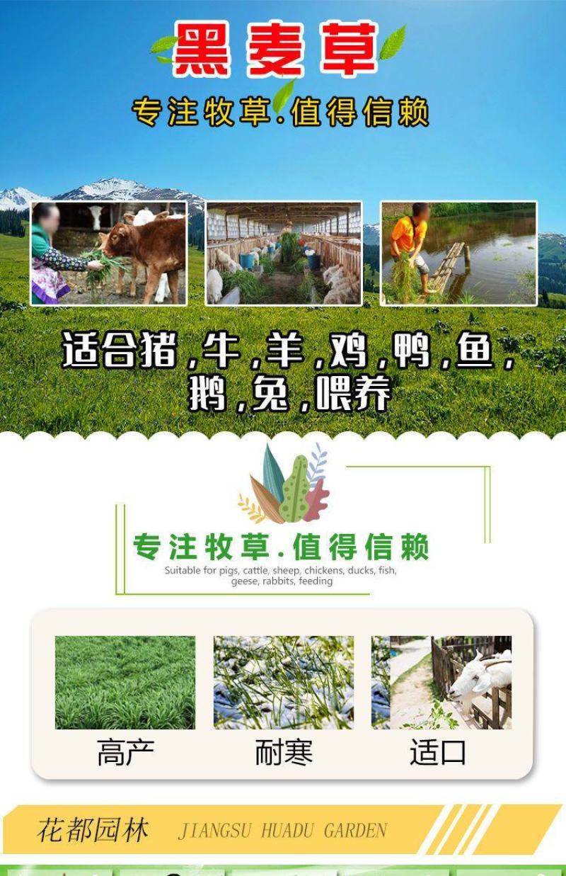 牧草种子，进口原厂装包黑麦草种子养牛羊鸡鸭鱼鹅兔高产牧草