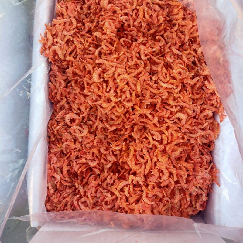 南极磷虾
