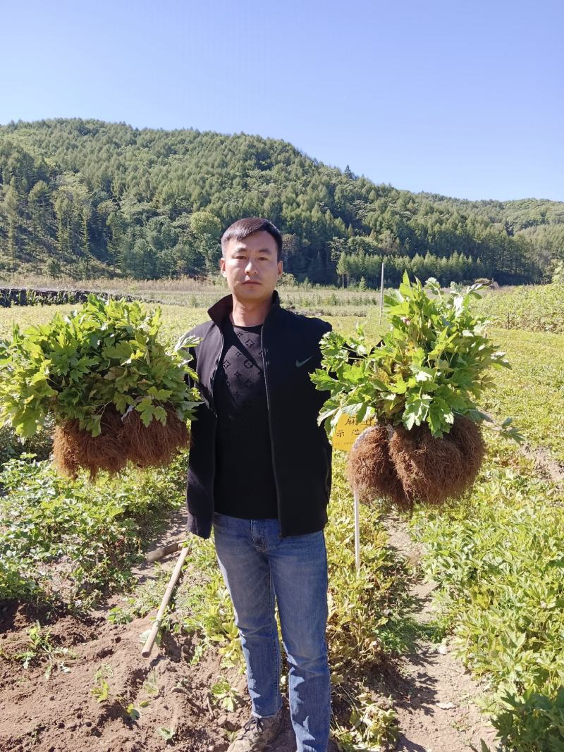 辽宁窟窿芽苗，升麻苗，大三叶。苦龙芽苗，苦嫩牙品质保证