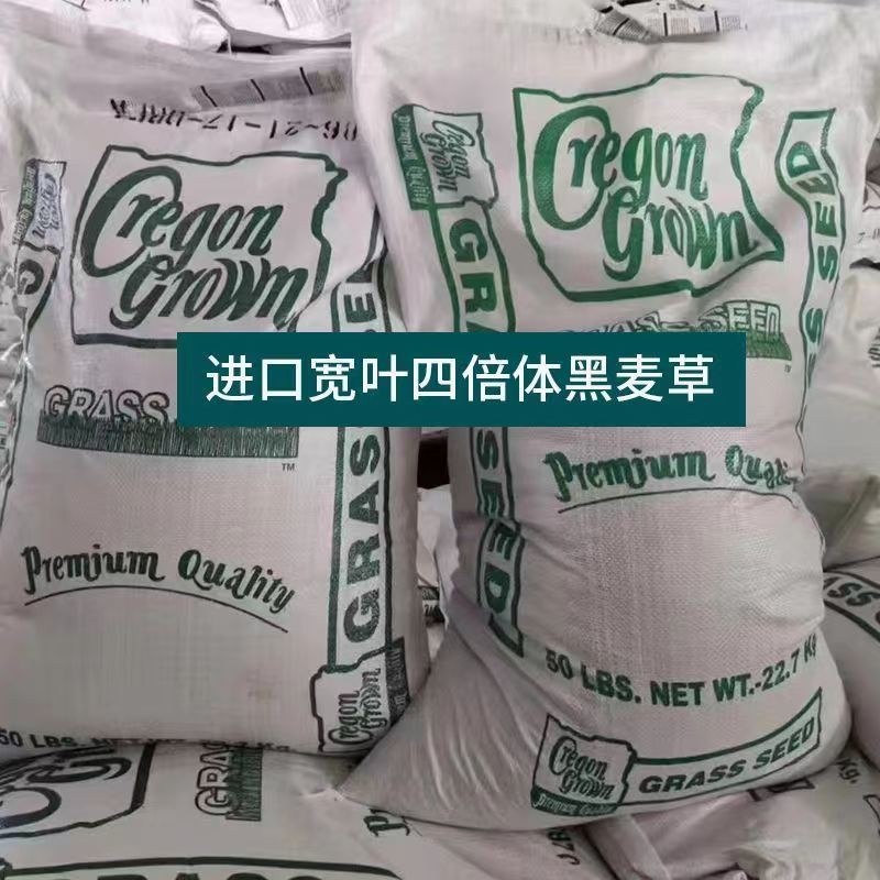 牧草种子，原厂包装黑麦草种子耐寒牧草畜牧养殖草种鸡鸭牛羊