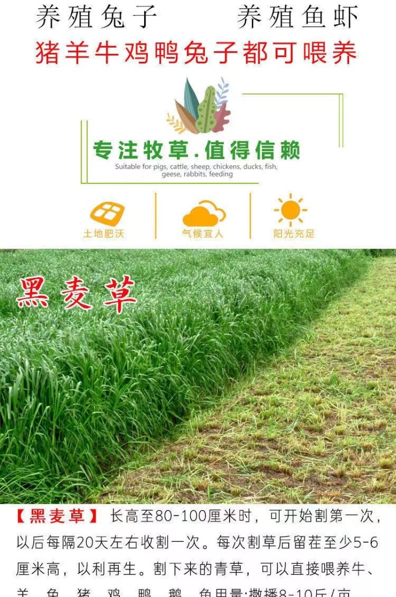 牧草种子，原厂包装黑麦草种子耐寒牧草畜牧养殖草种鸡鸭牛羊