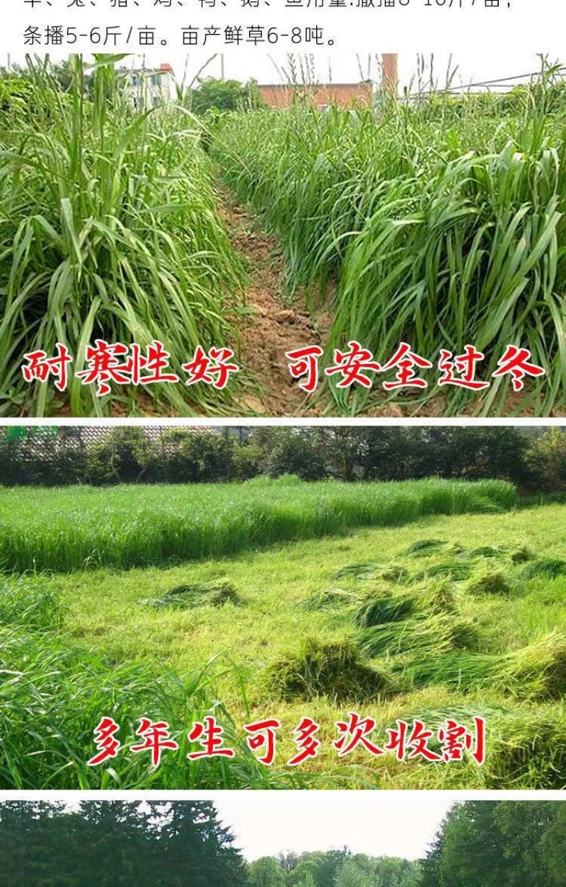 牧草种子，原厂包装黑麦草种子耐寒牧草畜牧养殖草种鸡鸭牛羊