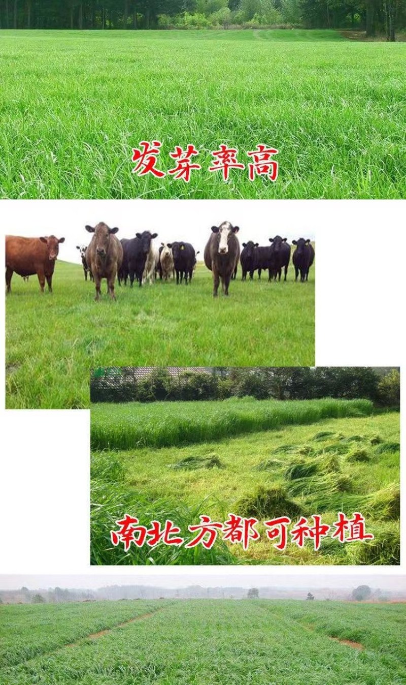 牧草种子，原厂包装黑麦草种子耐寒牧草畜牧养殖草种鸡鸭牛羊