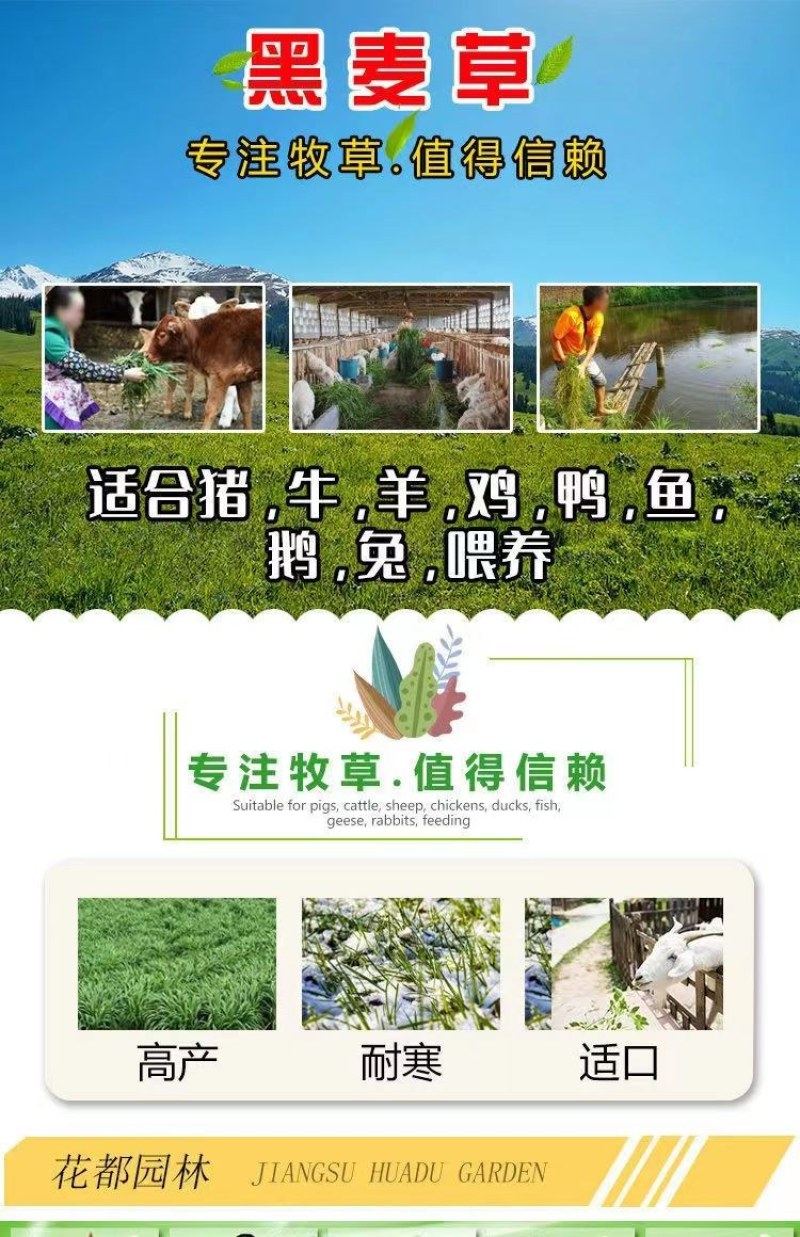 牧草种子，原厂包装黑麦草种子耐寒牧草畜牧养殖草种鸡鸭牛羊