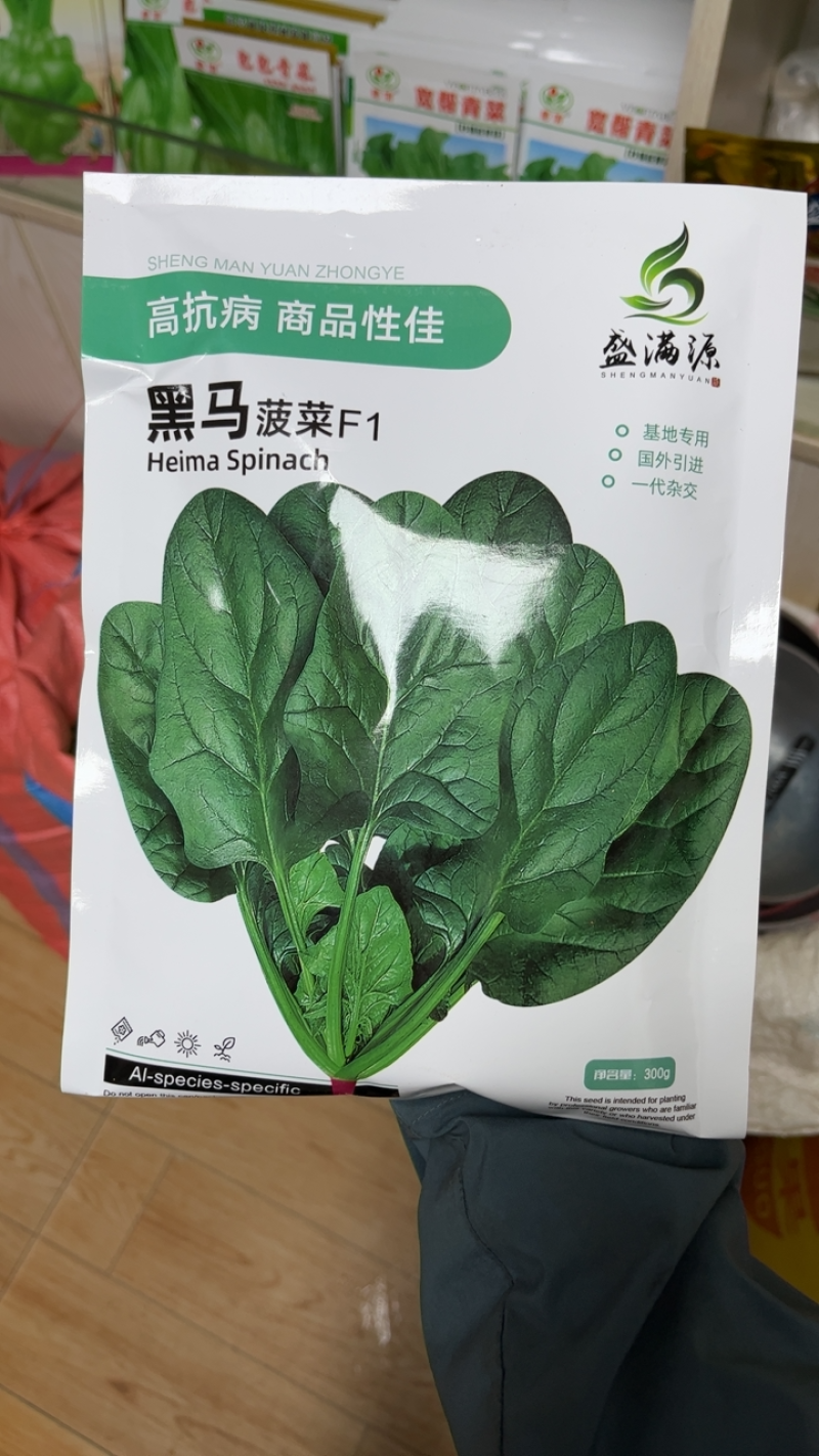 进口半圆叶菠菜优质种子