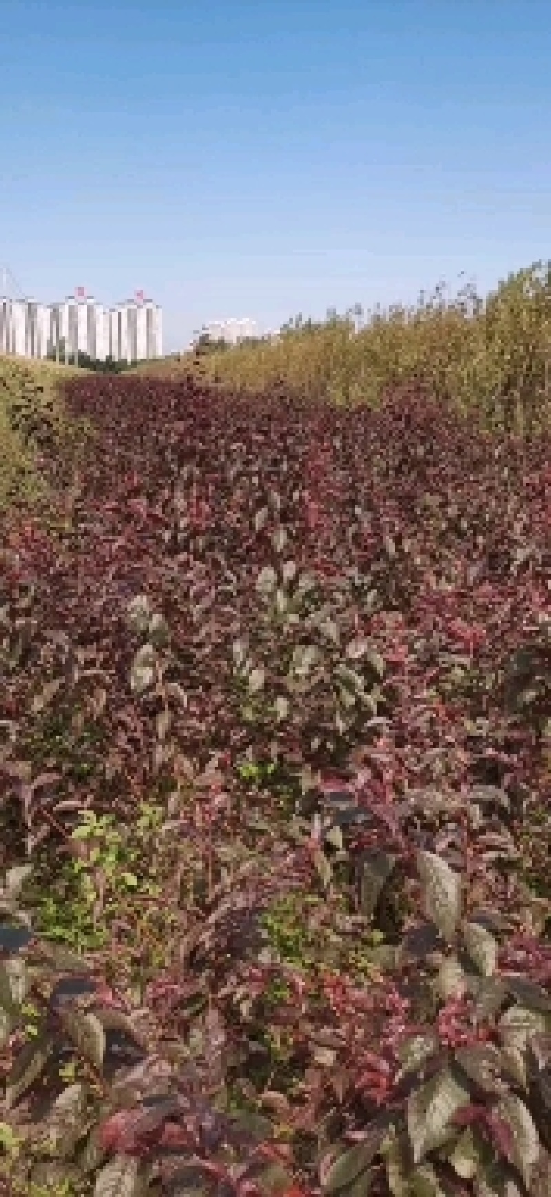 东北红叶李树苗，苗木基地，一手货源，欢迎致电联系