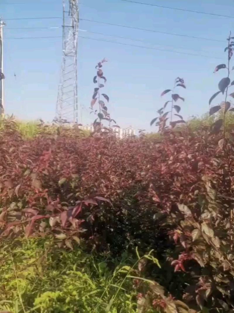 东北红叶李树苗，苗木基地，一手货源，欢迎致电联系