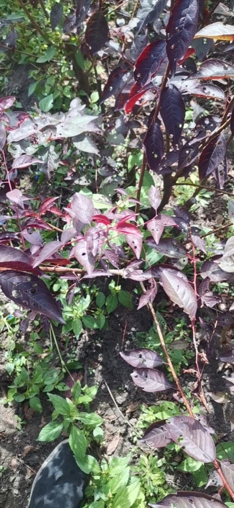 东北红叶李树苗，苗木基地，一手货源，欢迎致电联系
