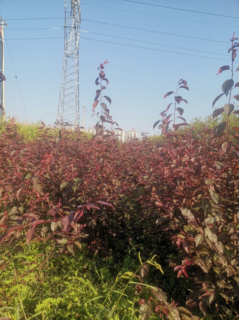 东北红叶李树苗，苗木基地，一手货源，欢迎致电联系