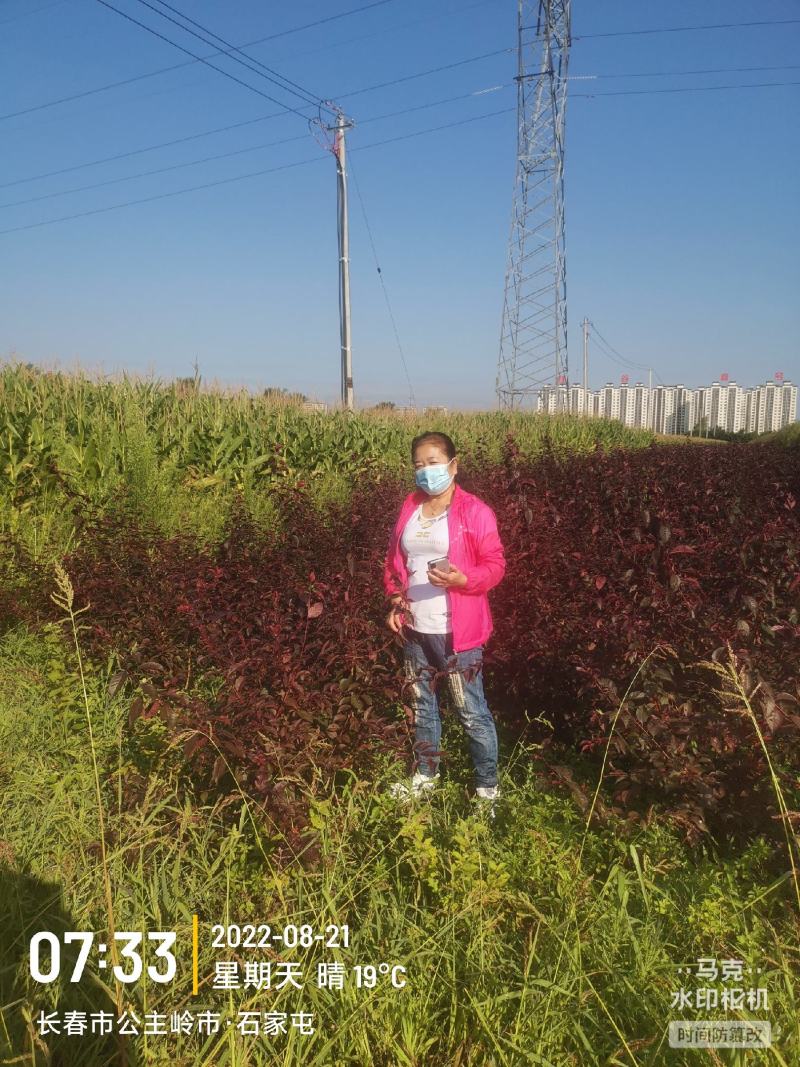 东北红叶李树苗，苗木基地，一手货源，欢迎致电联系