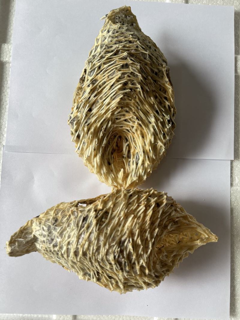 刺龟皮，鱼皮干，新鲜足干，好味养胃