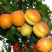 嫁接杏树苗特大早熟甜杏子苗南方北方种植盆栽地栽果树苗当年
