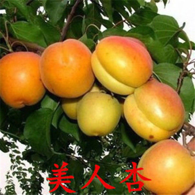 嫁接杏树苗特大早熟甜杏子苗南方北方种植盆栽地栽果树苗当年