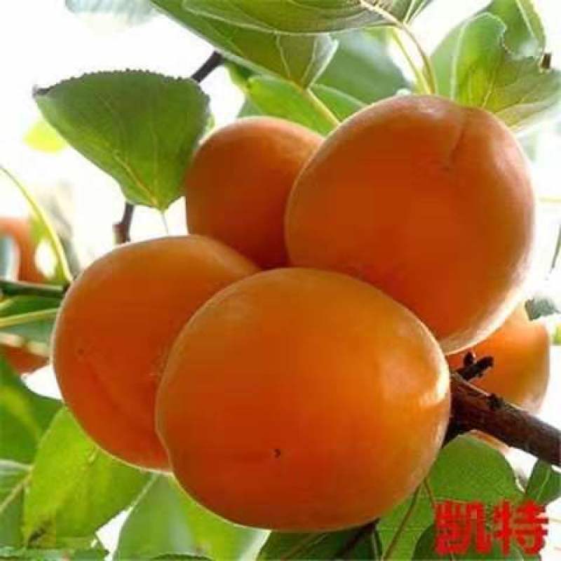 嫁接杏树苗特大早熟甜杏子苗南方北方种植盆栽地栽果树苗当年