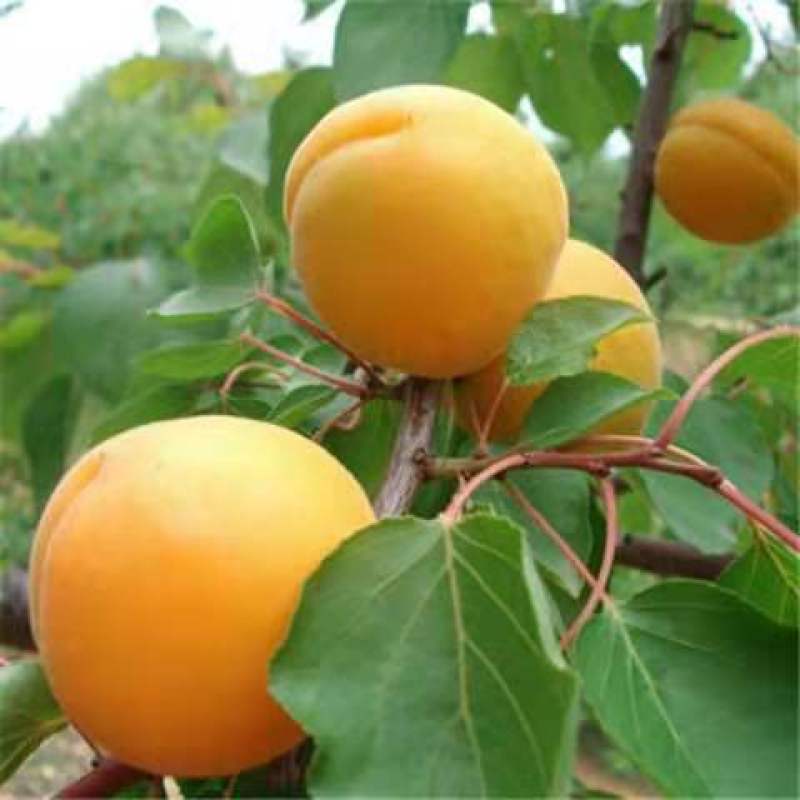 嫁接杏树苗特大早熟甜杏子苗南方北方种植盆栽地栽果树苗当年