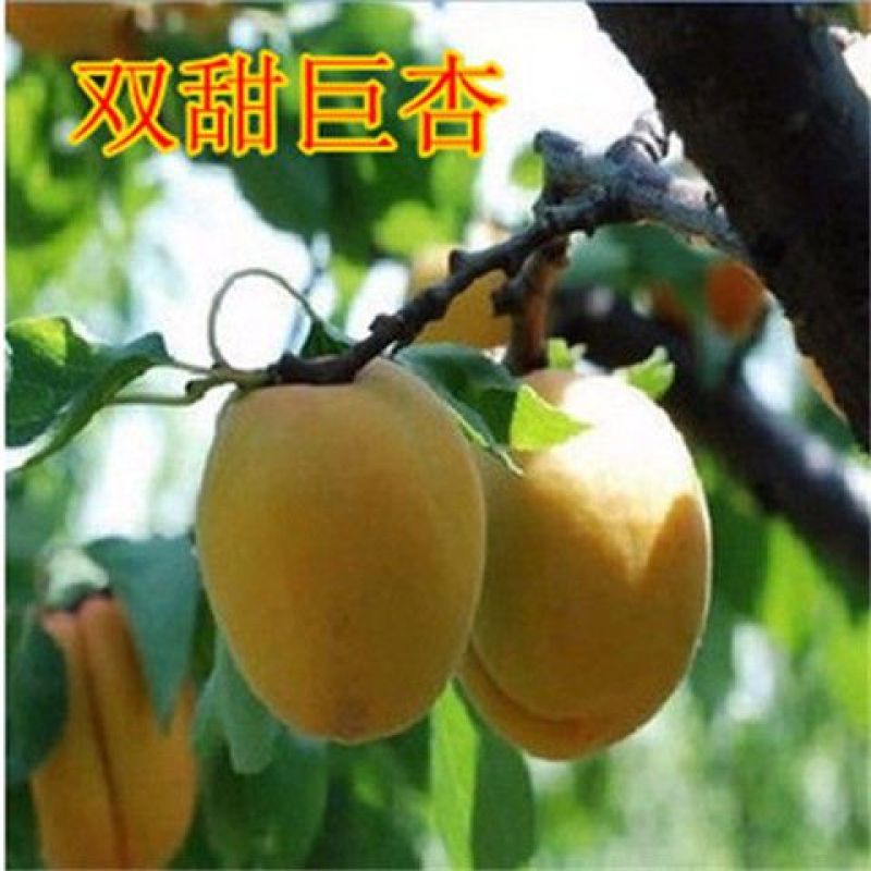 嫁接杏树苗特大早熟甜杏子苗南方北方种植盆栽地栽果树苗当年