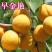嫁接杏树苗特大早熟甜杏子苗南方北方种植盆栽地栽果树苗当年