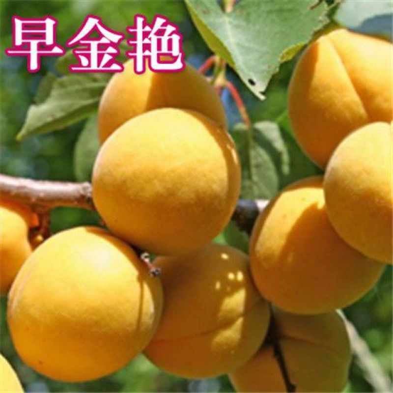 嫁接杏树苗特大早熟甜杏子苗南方北方种植盆栽地栽果树苗当年