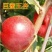 嫁接杏树苗特大早熟甜杏子苗南方北方种植盆栽地栽果树苗当年