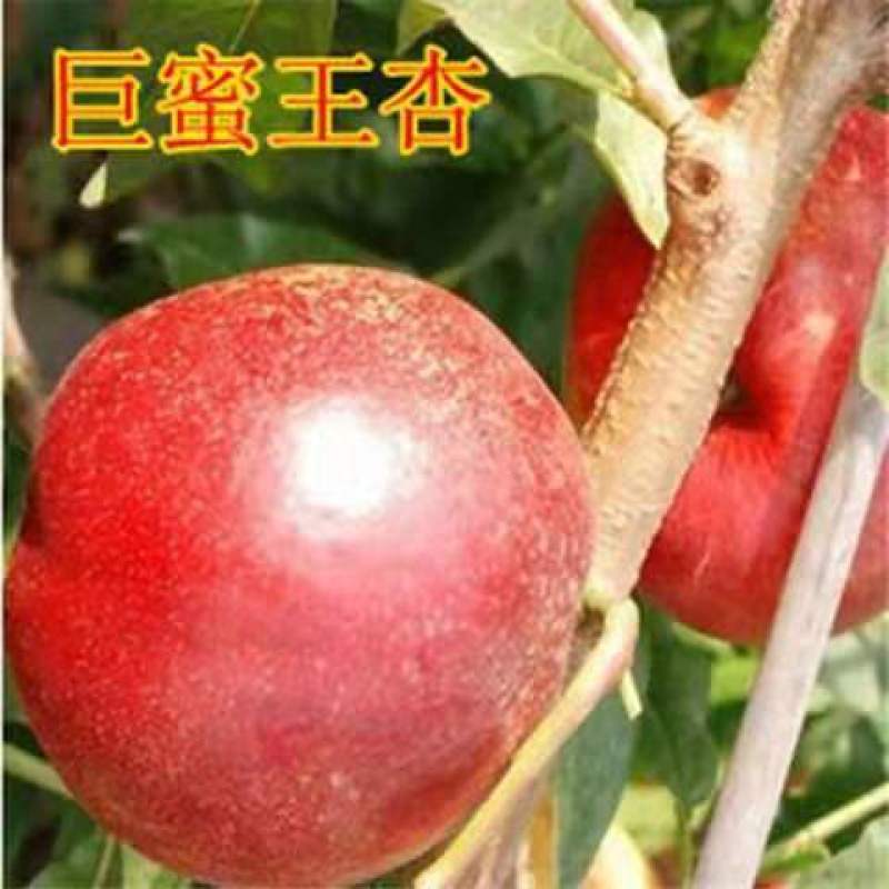 嫁接杏树苗特大早熟甜杏子苗南方北方种植盆栽地栽果树苗当年