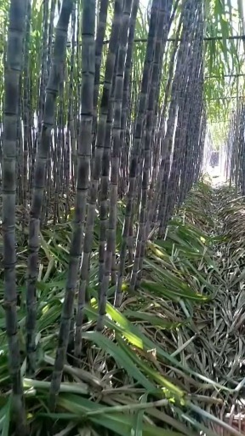 精品黑皮，黄皮甘蔗，产地一手货源质量好，价格优，欢迎电联