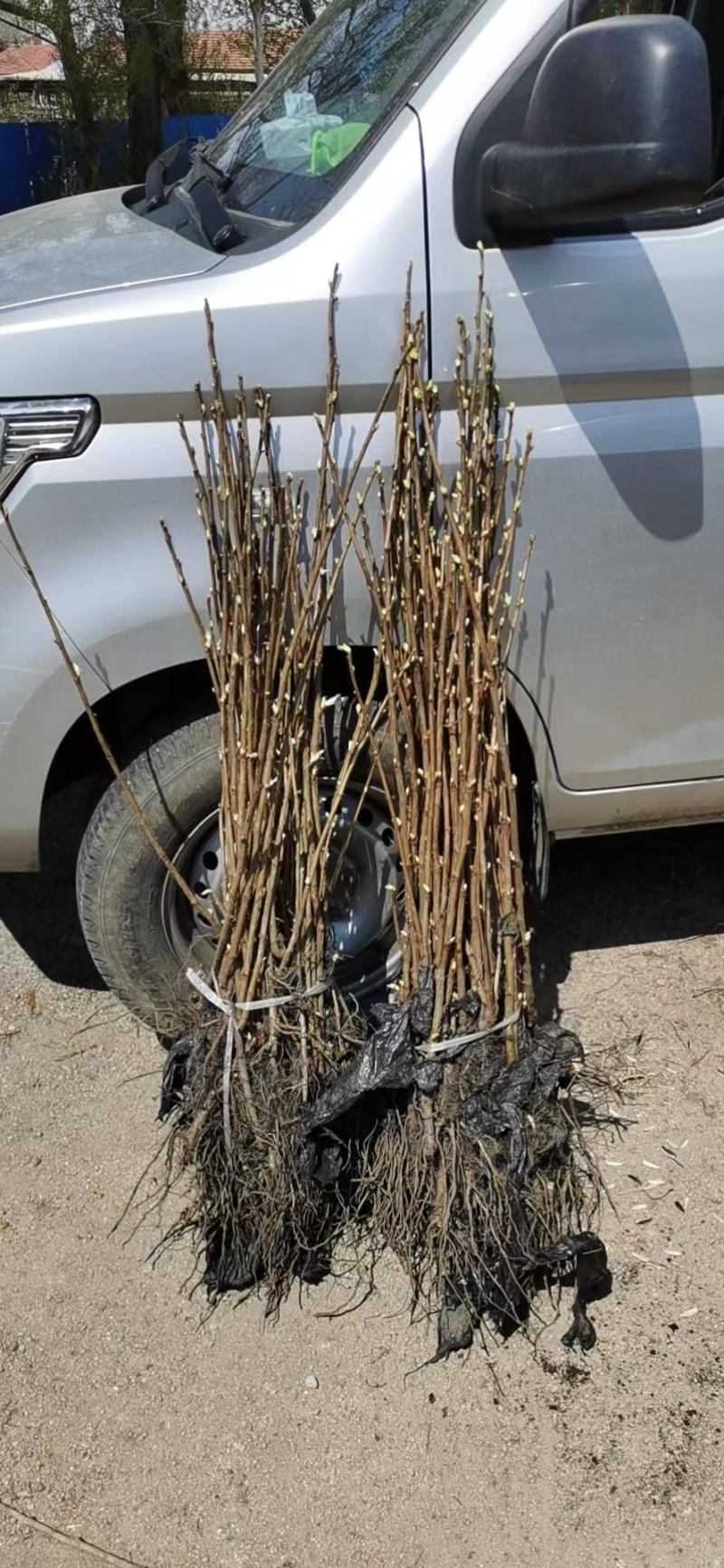 黑加仑树苗(东北品种，最适合全国种植的浆果）