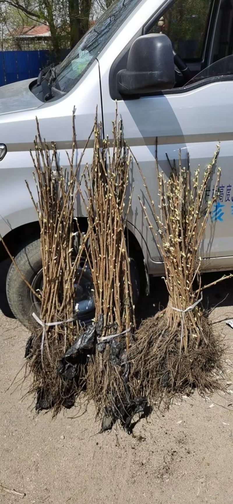 黑加仑树苗(东北品种，最适合全国种植的浆果）