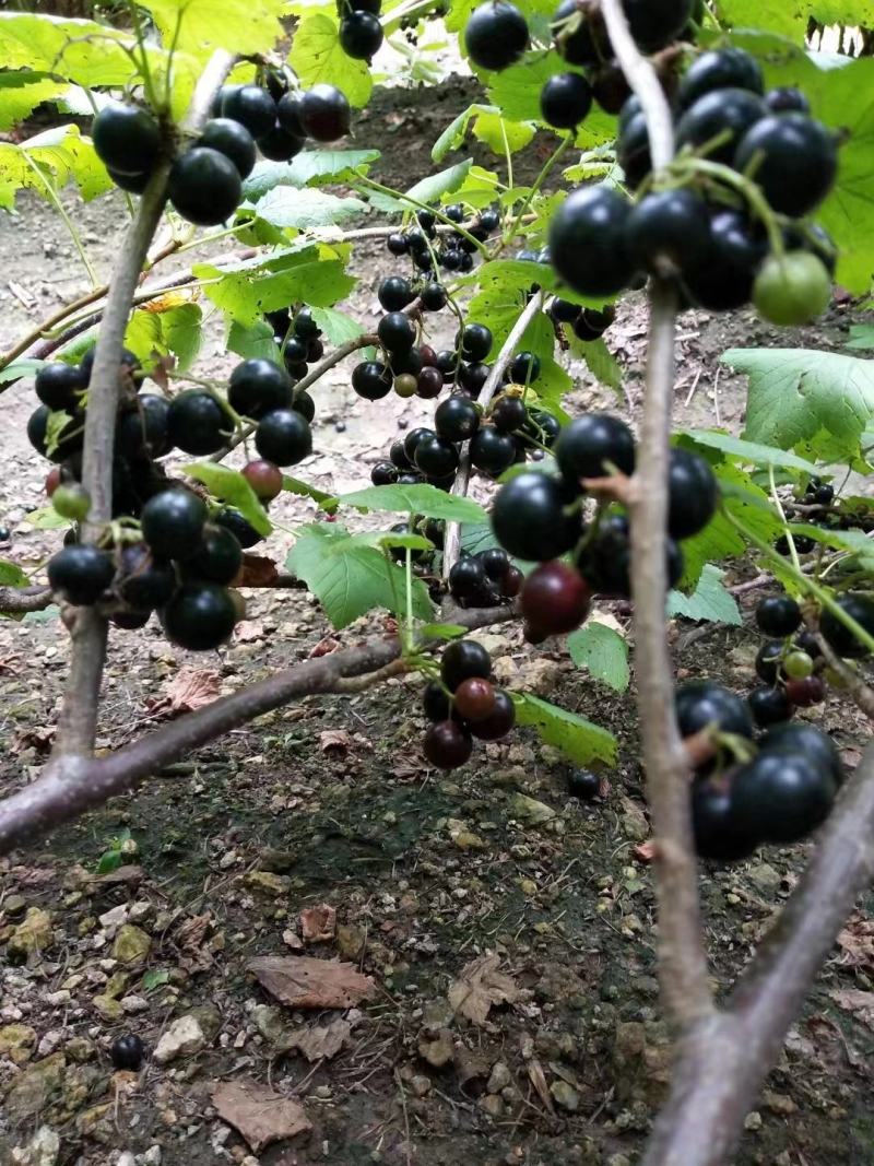 黑加仑树苗(东北品种，最适合全国种植的浆果）