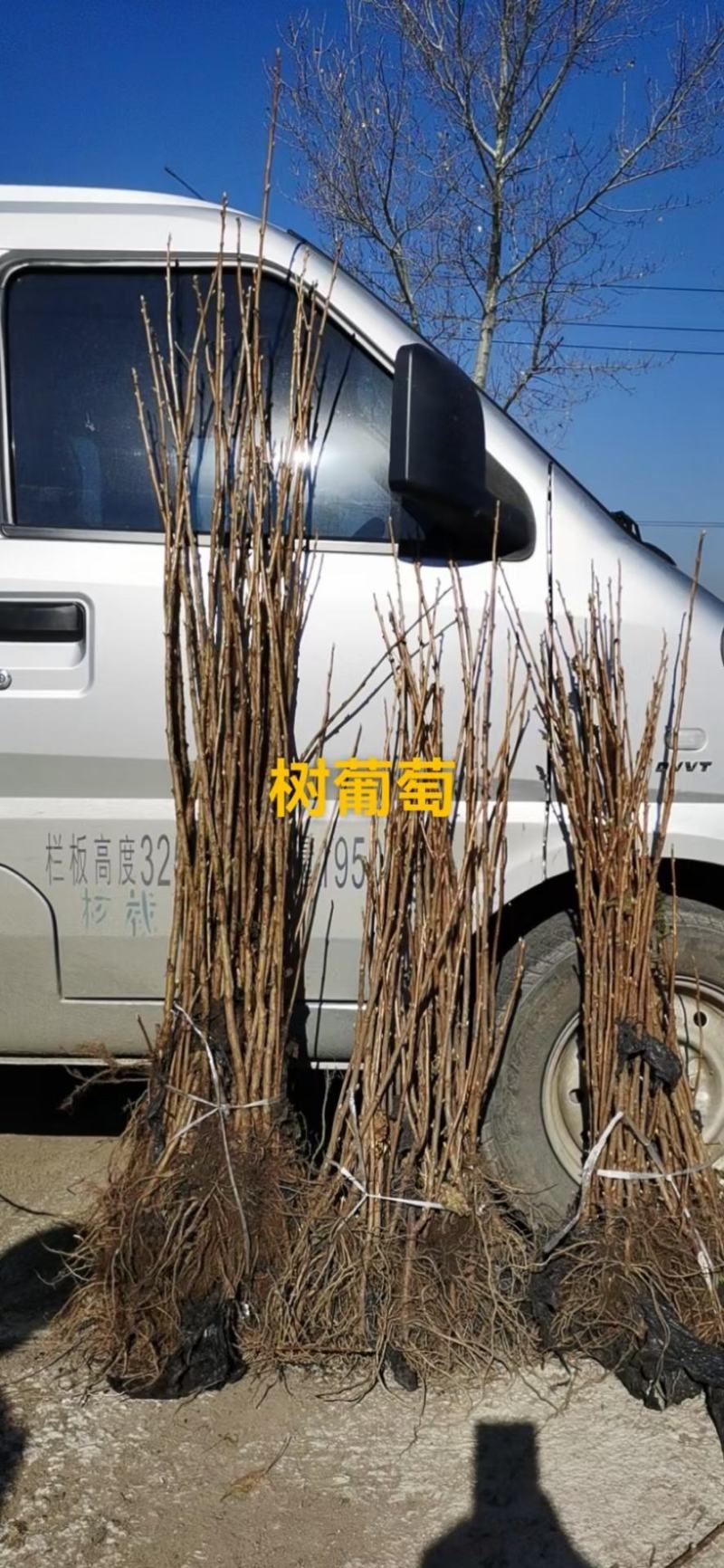 黑加仑树苗(东北品种，最适合全国种植的浆果）
