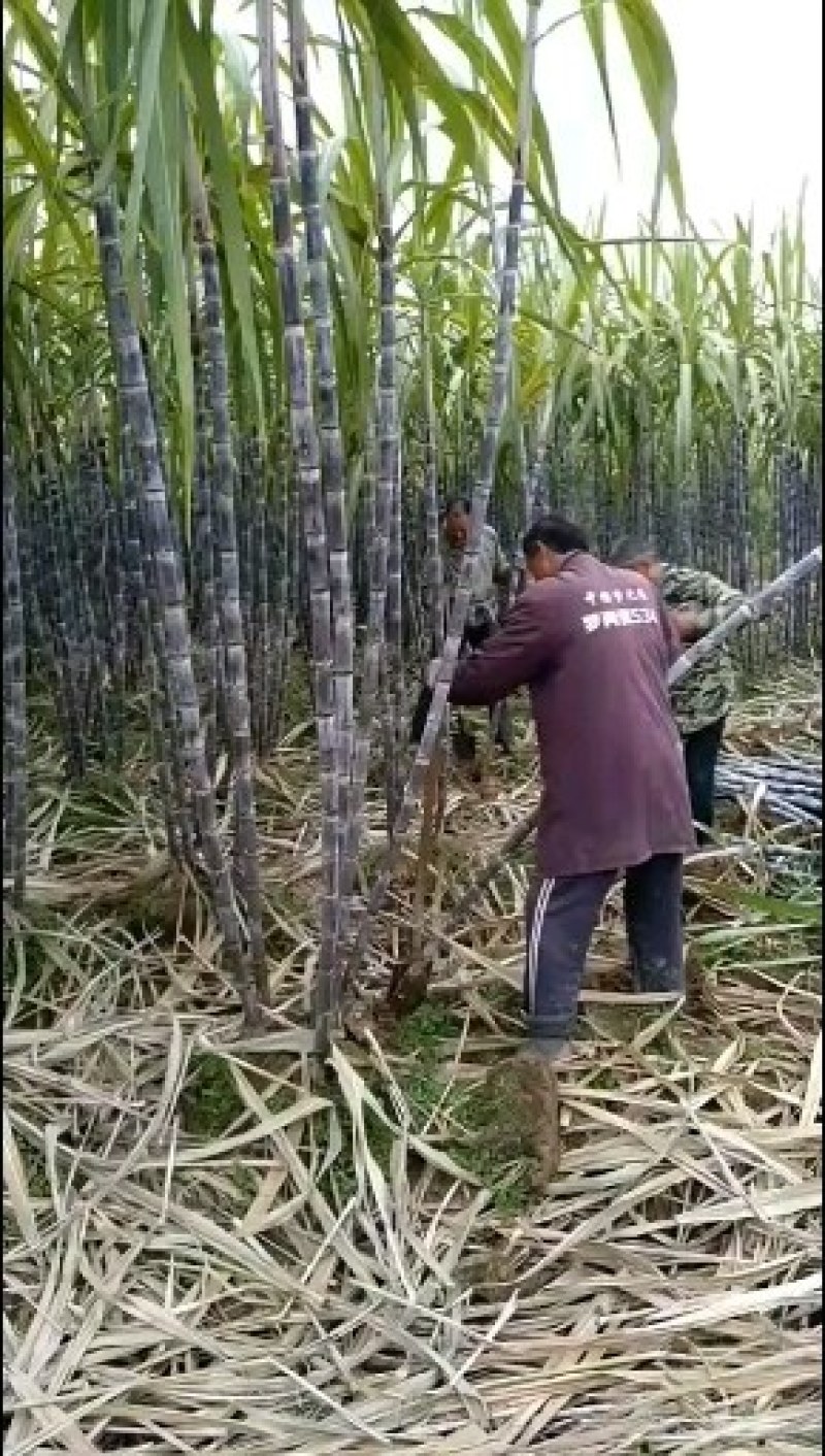 精品黑皮，黄皮甘蔗，产地一手货源质量好，价格优，欢迎电联