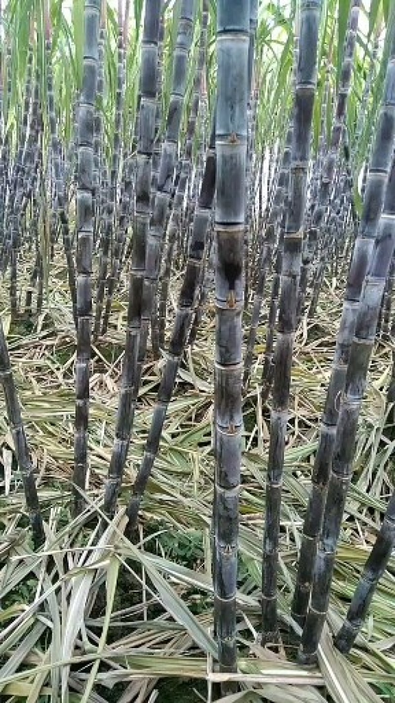 精品黑皮，黄皮甘蔗，产地一手货源质量好，价格优，欢迎电联