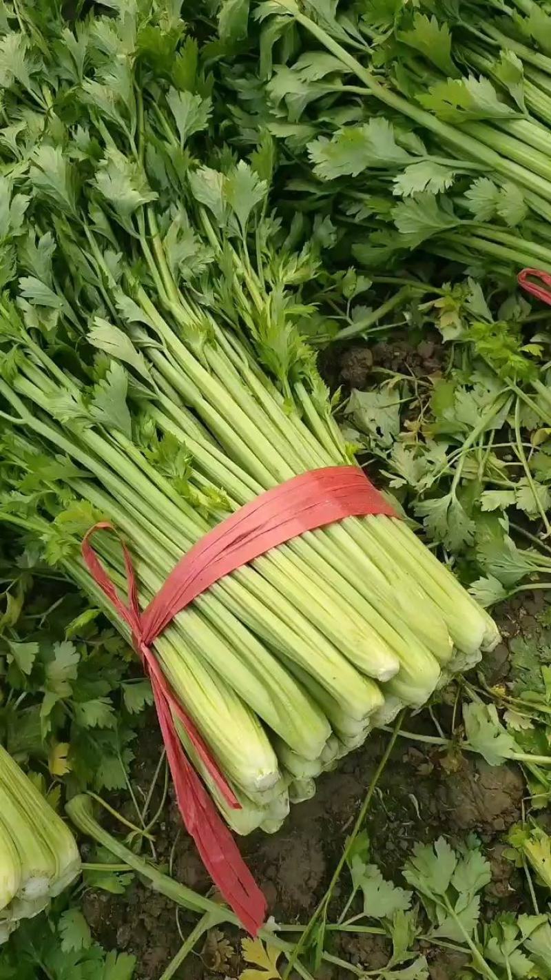 芹菜，西芹，大中小棵，走市场，超市，工厂，电商，基地直供