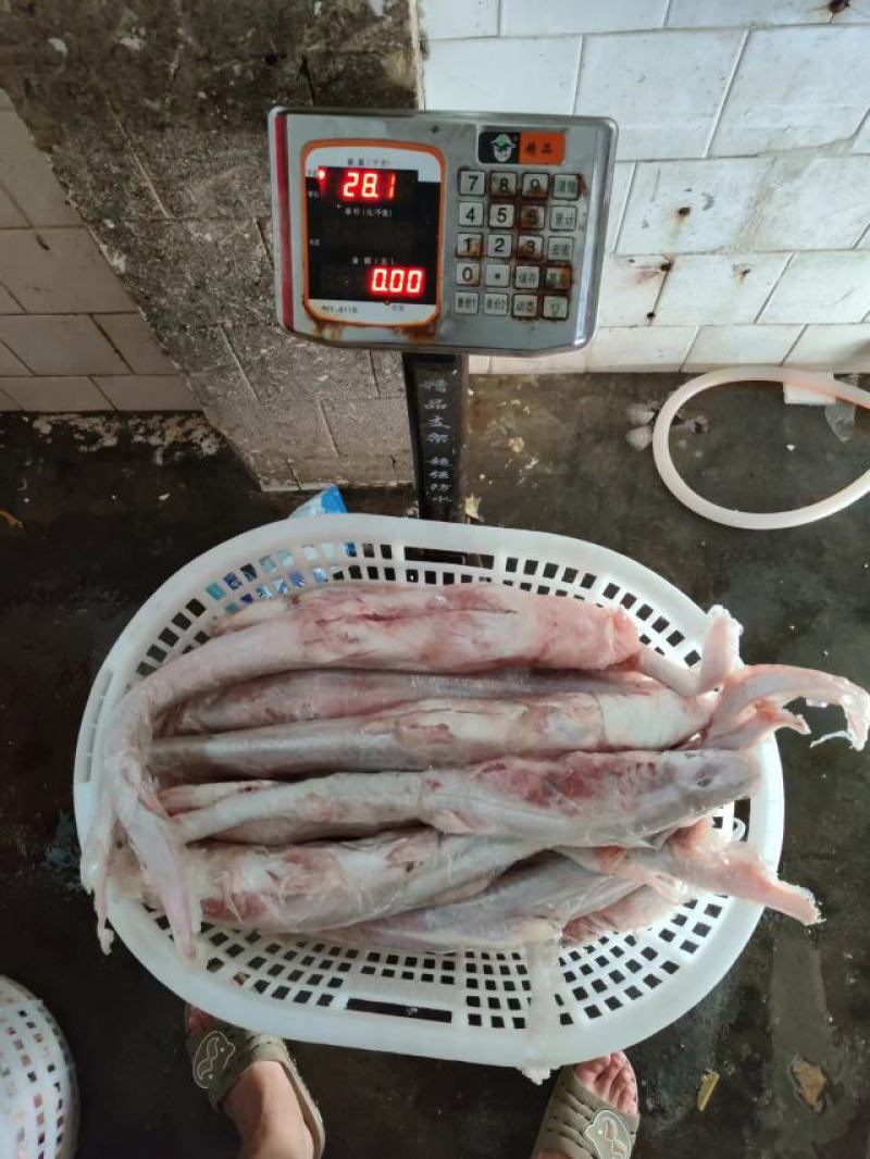 白鲨鱼，南海白鲨，活加工冰鲜冷冻，一手货源