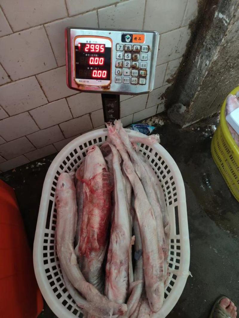 白鲨鱼，南海白鲨，活加工冰鲜冷冻，一手货源
