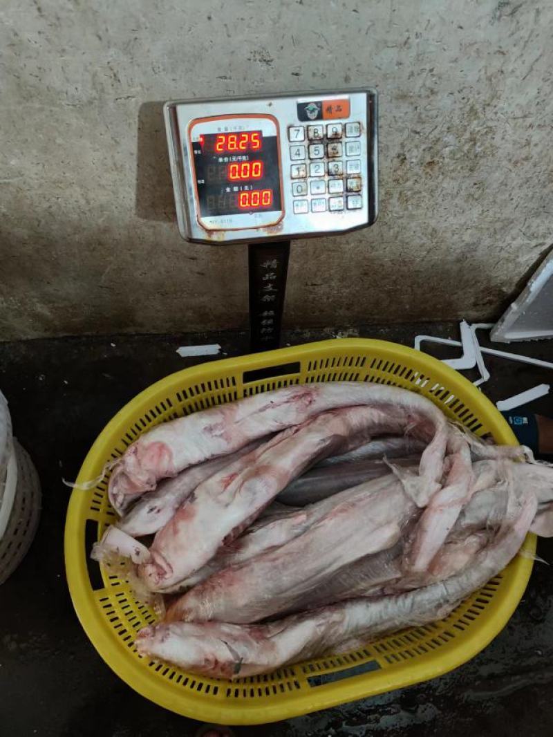 白鲨鱼，南海白鲨，活加工冰鲜冷冻，一手货源